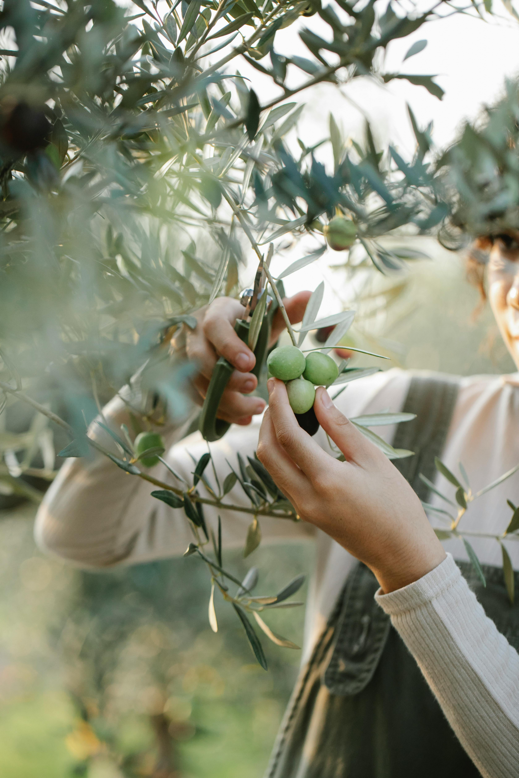 Guide complet pour acheter ou vendre une oliveraie en Provence conseils pratiques étapes-clés et astuces pour maximiser votre investissement 2 | Propriétés De Charme Guide complet pour acheter ou vendre une oliveraie en Provence conseils pratiques étapes-clés et astuces pour maximiser votre investissement 2