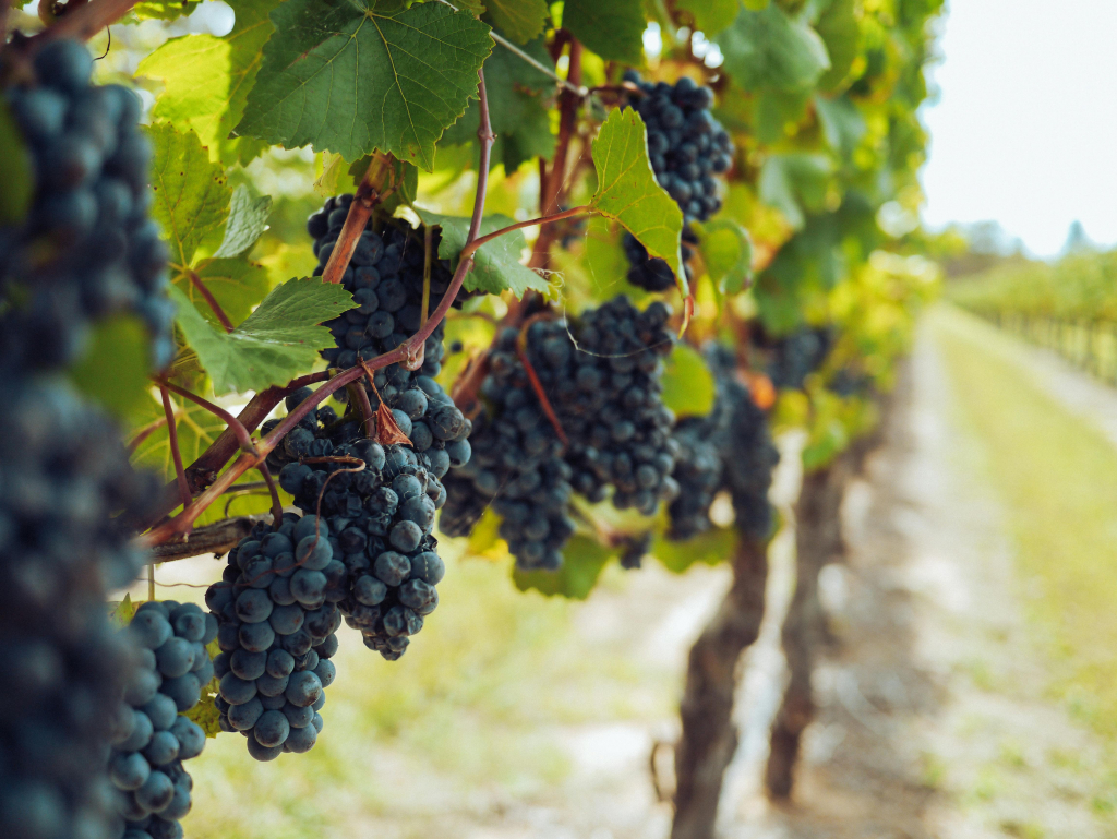Propriétés viticoles et domaines viticoles à vendre en France