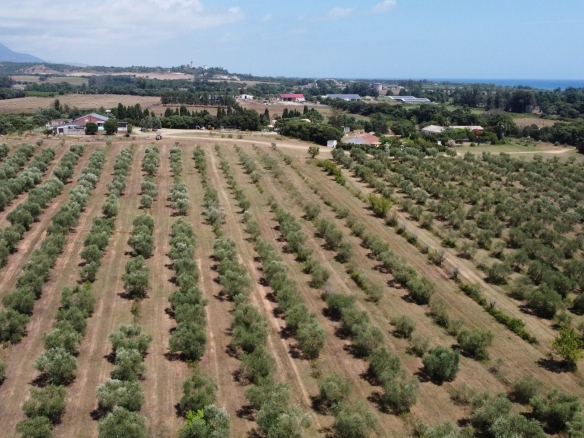 Domaine Alicia à Linguizzetta en Haute-Corse - Locations de villas avec piscine - Locations vacances Corse - Domaine Alicia - 5000 Siala, 20230 Canale-di-Verde.
