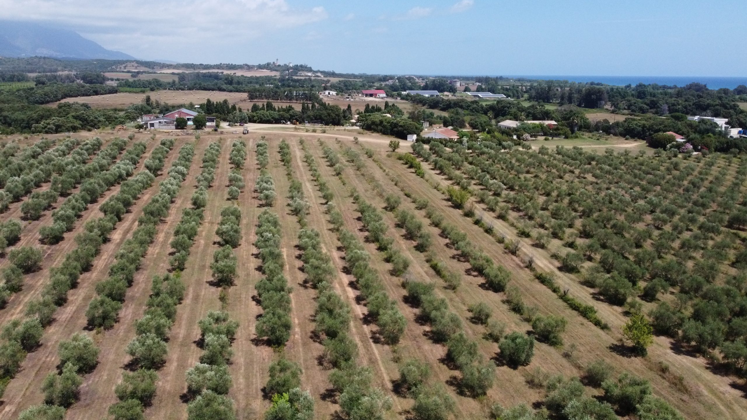 Domaine Alicia à Linguizzetta en Haute-Corse - Locations de villas avec piscine - Locations vacances Corse - Domaine Alicia - 5000 Siala, 20230 Canale-di-Verde.