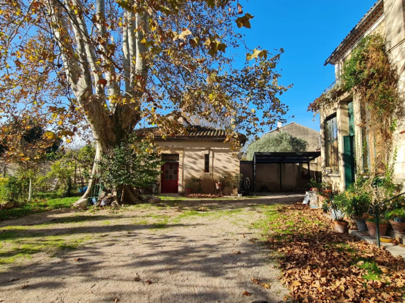 A sunny courtyard with a large tree shedding brown leaves, a beige building with red door, and potted plants along the side under a clear blue sky.
