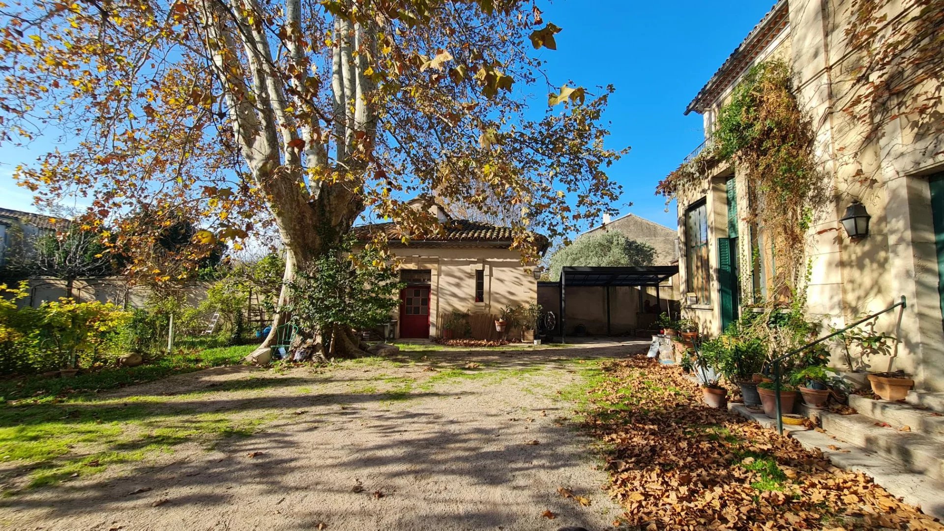 A sunny courtyard with a large tree shedding brown leaves, a beige building with red door, and potted plants along the side under a clear blue sky.