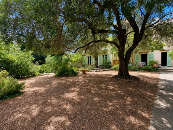 A wooded garden with a large tree and a house in the background in Marseille 8th arrondissement.