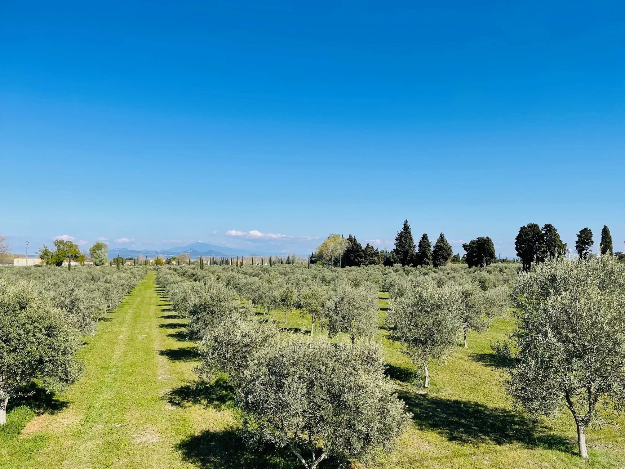 Olive groves in Provence Olive groves with an unobstructed view of Mont Ventoux under a blue sky