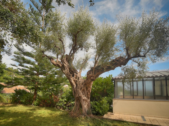 Un olivier majestueux dans un jardin verdoyant, avec une maison en arrière-plan.