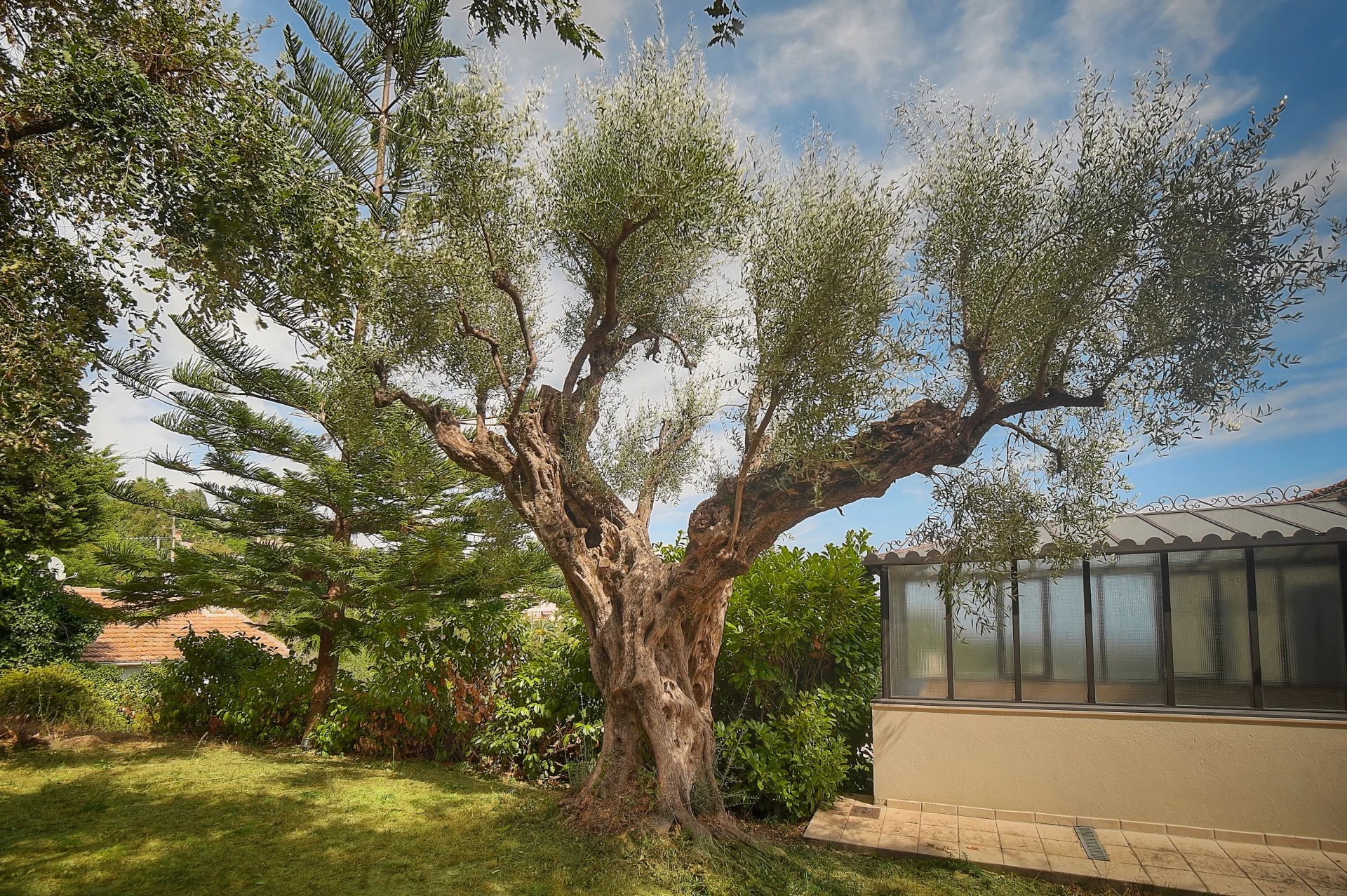 Jardin avec olivier à Vence Un olivier majestueux dans un jardin verdoyant, avec une maison en arrière-plan.