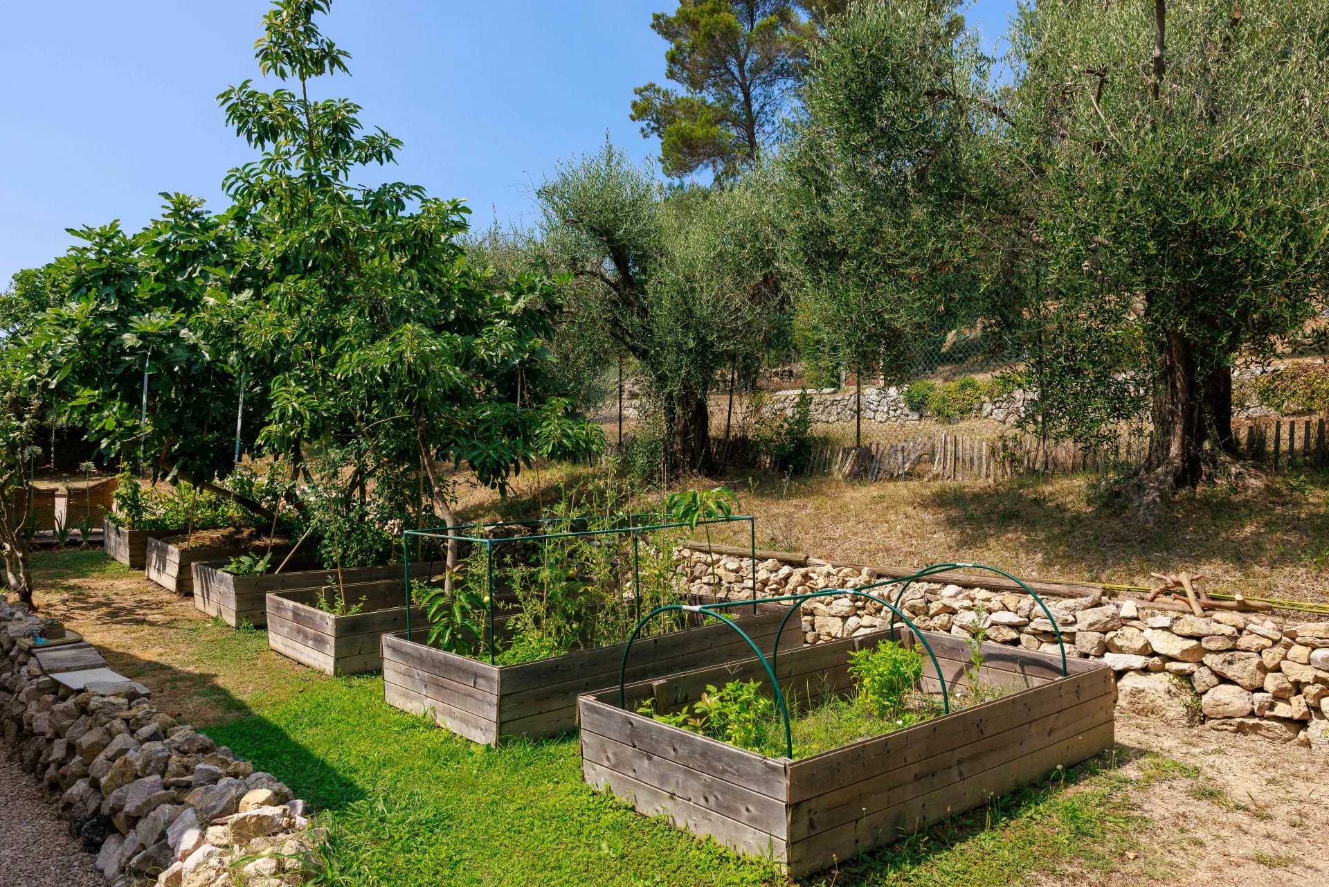 Jardin de la bastide rénovée à Mougins Jardin avec potagers en bois et arbres, entouré d'oliviers