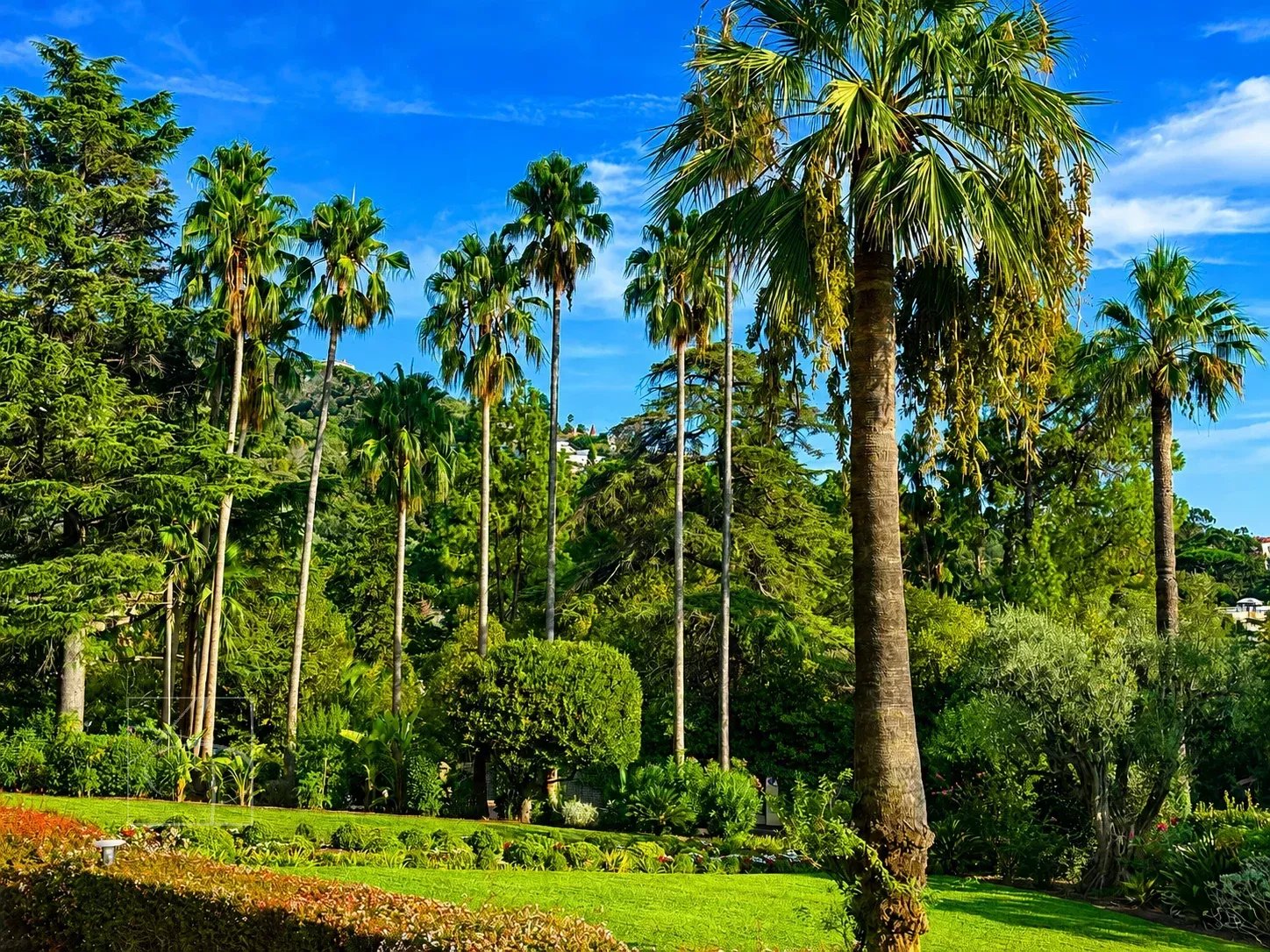 Green garden with palm trees and trees in Cannes, Isola Bella.