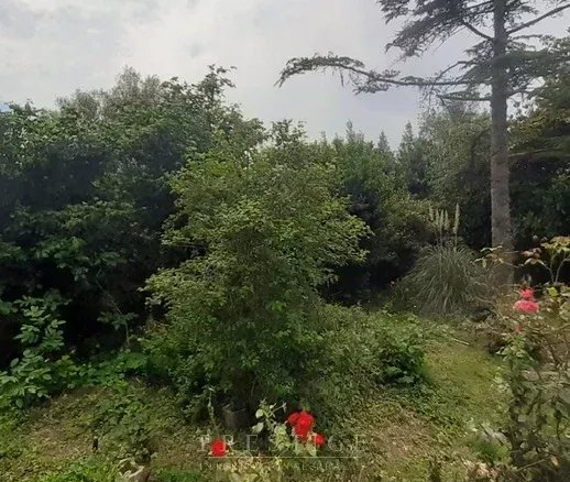 Jardin verdoyant avec des arbres et des fleurs, vue depuis une villa à Guérande.