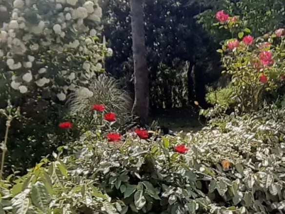 Jardin fleuri avec des arbres et des buissons à Guérande.
