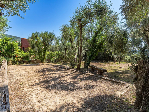 Terrain arboré avec des oliviers, espace dégagé et banc en bois, situé à Le Tignet.