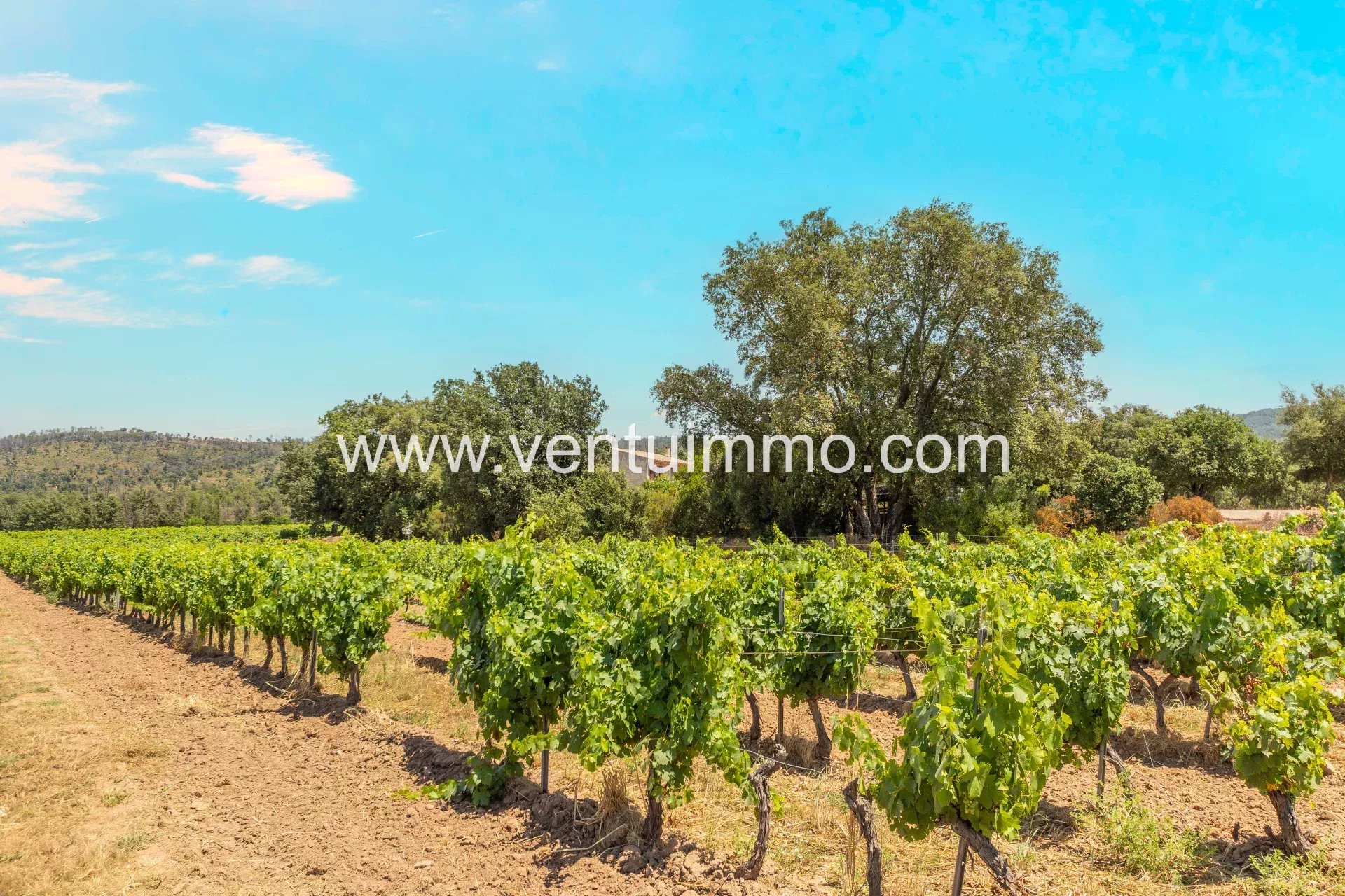 Vignes dans une propriété viticole à La Garde-Freinet, avec des arbres en arrière-plan.