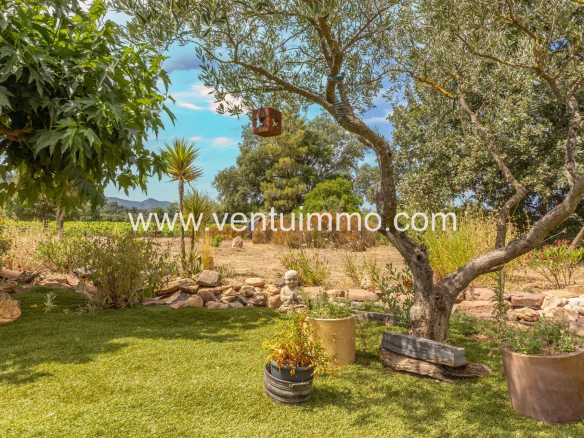 Vue d'un jardin avec des plantes et un olivier, entouré de vignes à La Garde-Freinet.