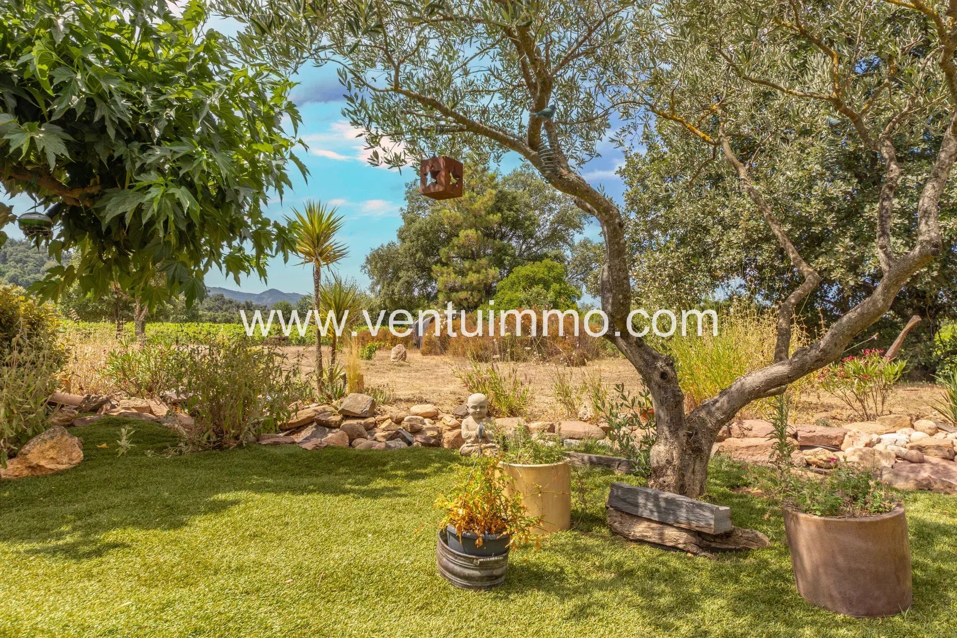 Vue d'un jardin avec des plantes et un olivier, entouré de vignes à La Garde-Freinet.