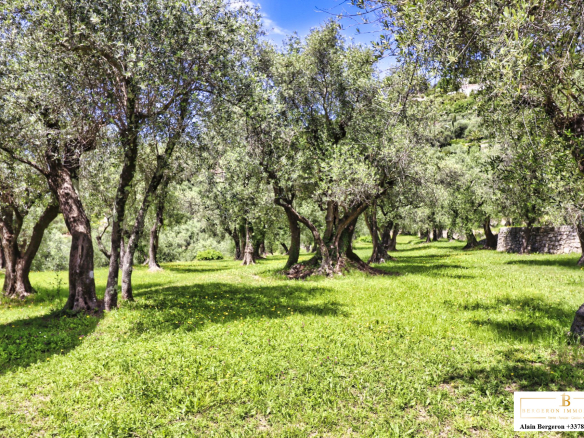 Jardin d'une bastide provençale avec des oliviers et une pelouse verdoyante à Cabris.