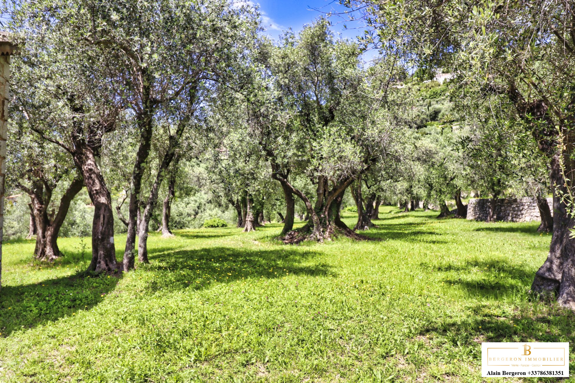 Jardin d’une bastide à Cabris Jardin d'une bastide provençale avec des oliviers et une pelouse verdoyante à Cabris.