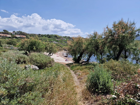 Chemin menant à une plage avec des arbres et de la végétation, Marine de Davia, Corbara.