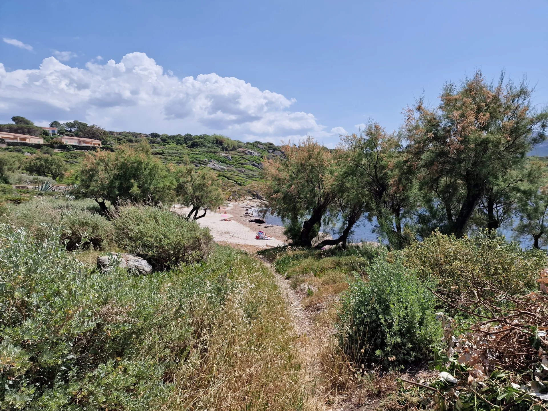 Accès à la plage, Marine de Davia Chemin menant à une plage avec des arbres et de la végétation, Marine de Davia, Corbara.