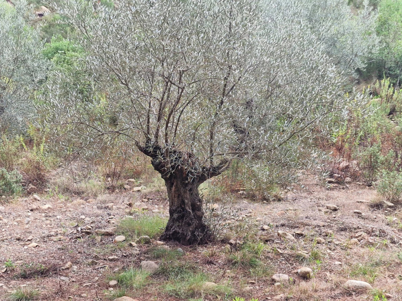 Un olivier ancien dans un paysage naturel, entouré de végétation méditerranéenne.