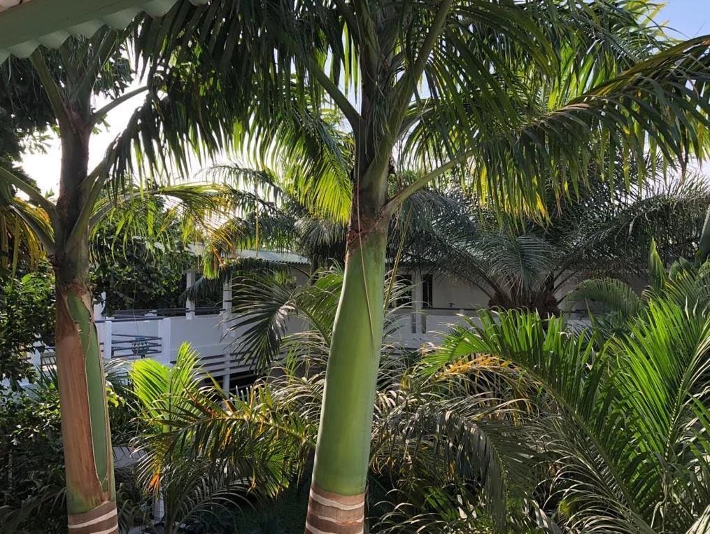 Propriété au Cap Skirring Vue de palmiers et végétation luxuriante dans une propriété au Cap Skirring, Sénégal.