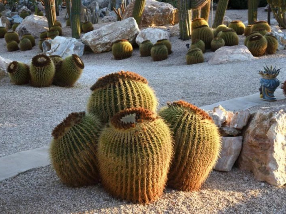 Cactus en forme de jarres dans un jardin de pierres