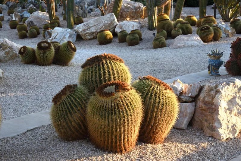 Jardin de cactus Cactus en forme de jarres dans un jardin de pierres