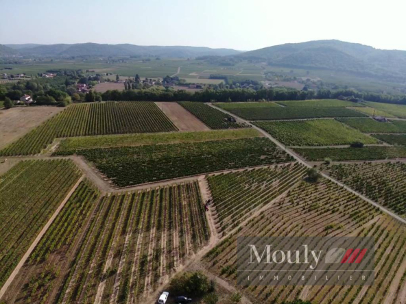 VINEYARD IN THE HEART OF THE VINEYARD VALLE IN CAHORS AOC