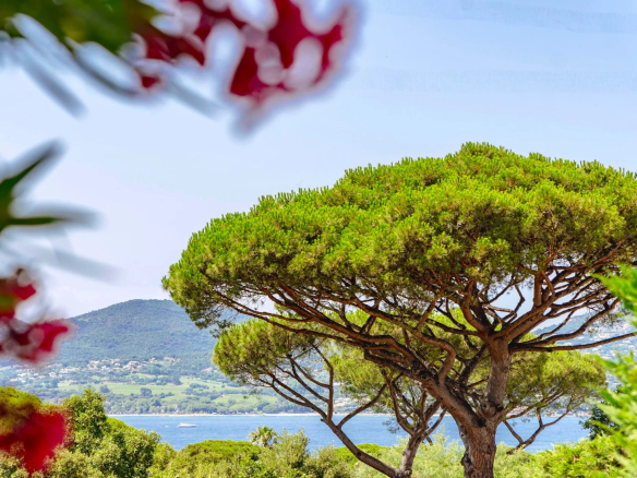 Vue d'un arbre avec la mer en arrière-plan, dans un cadre résidentiel à Gassin.