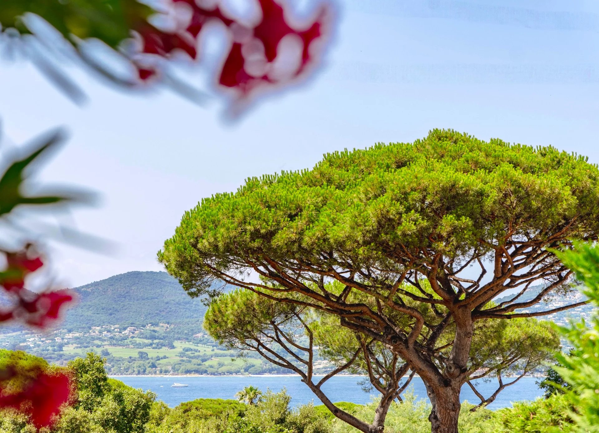 Vue mer depuis une villa à Gassin Vue d'un arbre avec la mer en arrière-plan, dans un cadre résidentiel à Gassin.