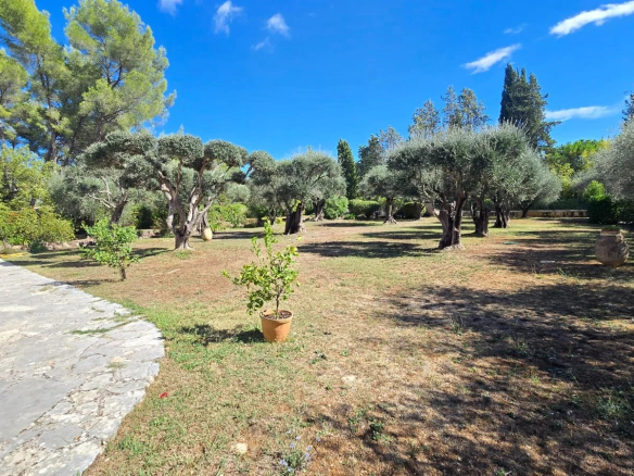 Terrain plat de 3 300 m² avec oliviers et piscine, situé à Mouans-Sartoux.