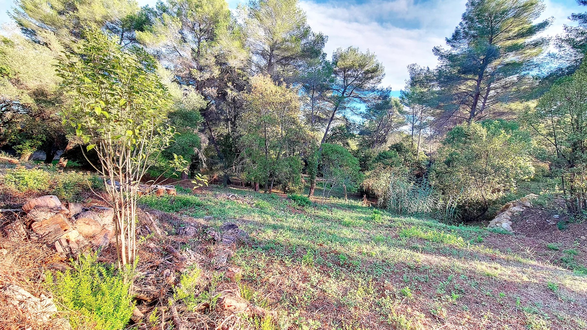 Terrain constructible à Mougins Terrain constructible en zone UDa à Mougins, entouré d'arbres et de verdure.