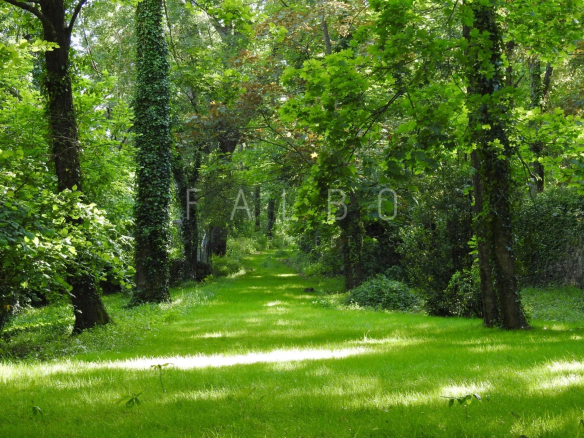 Chemin verdoyant bordé d'arbres dans une propriété près d'Anduze