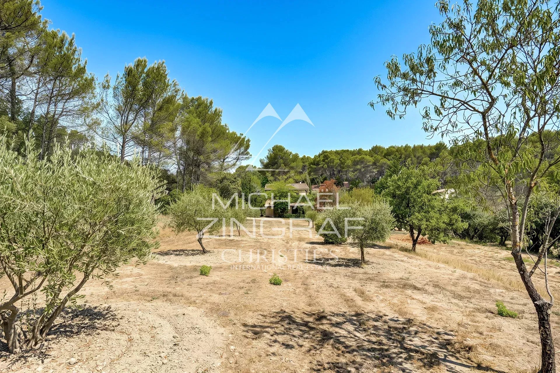 Land with olive trees and vegetation in a rural setting near Fuveau, Provence.