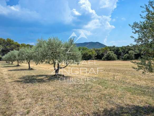 Field with olive trees and hills in the background, Jouques, Provence.