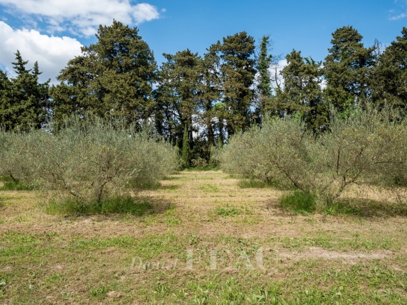 Parc boisé avec des oliviers à Boulbon, France.