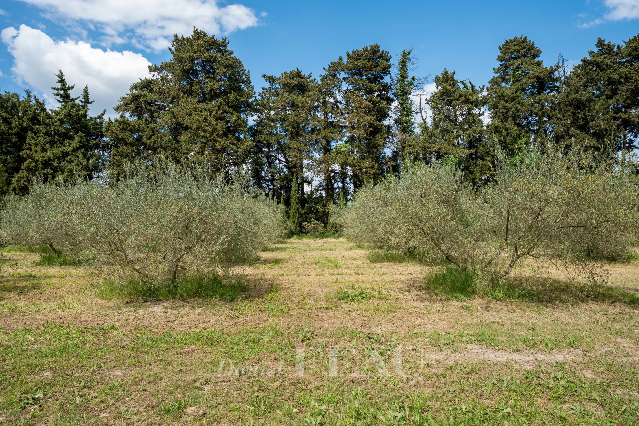 Parc boisé avec des oliviers à Boulbon, France.
