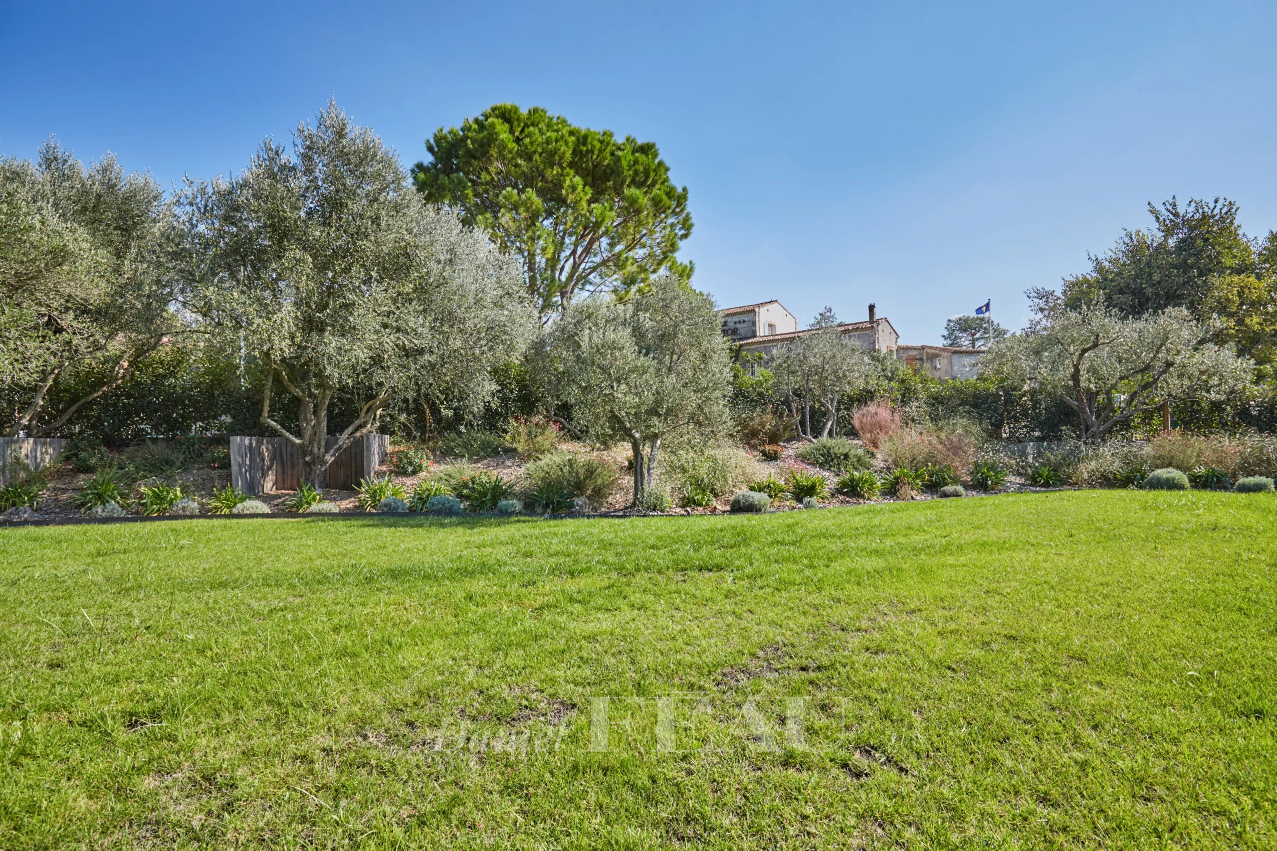 Garden of a renovated house in Paradou Lush garden with olive trees and Mediterranean plants, house in the background.