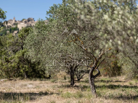 Vue d'oliviers dans un domaine près de Gordes, avec le village en arrière-plan.