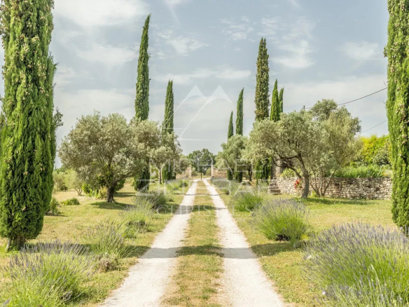Allée bordée d'arbres et de lavandes menant à une propriété en Provence, Saint-Saturnin-lès-Apt.