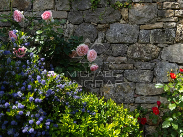 Fleurs colorées devant un mur en pierre dans un jardin provençal.
