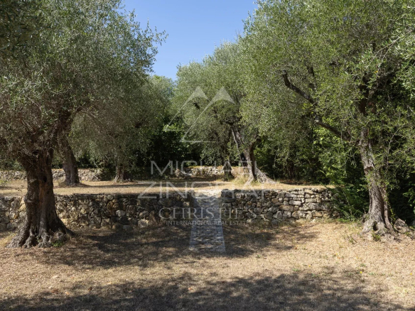 Oliveraie centenaire dans un jardin paysager à Grasse, France.