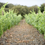 A WINE ESTATE IN THE FAUGÈRES APPELLATION