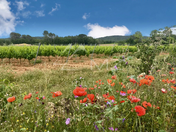 UNIQUE – VALLÉE D’ESCLANS- EXPLOITATION VITI_VINICOLE