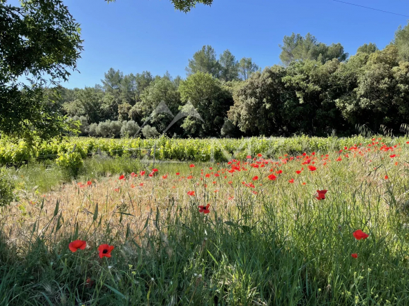 AOP CÔTES DE PROVENCE – EXPLOITATION VITICOLE EN CENTRE VAR