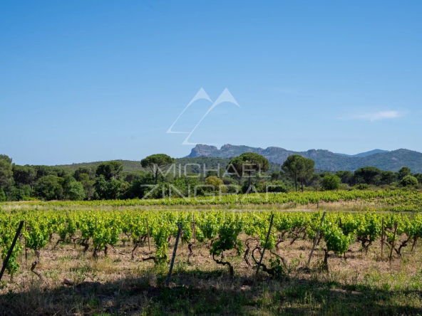 Vallée of Slash- Viti_vinicole