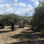 Beau terrain constructible à 10 minutes à pied du village de Valbonne