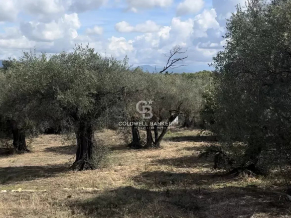 Beautiful building land 10 minutes walk from the village of Valbonne