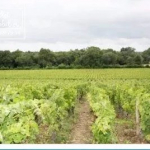 Propriété viticole