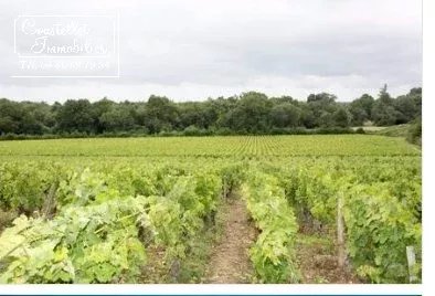 Propriété viticole