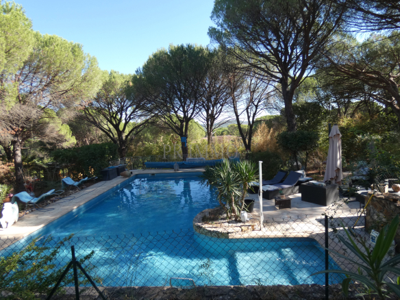 Piscine entourée de pins dans une villa à Vidauban, Provence.